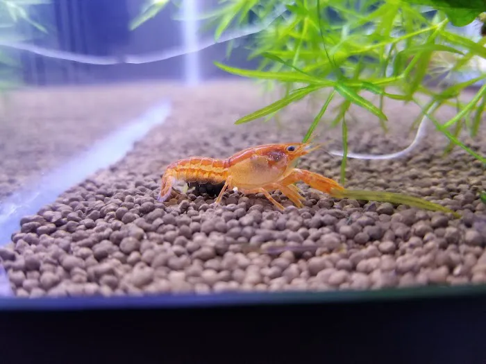 Shrimp Boutique 12