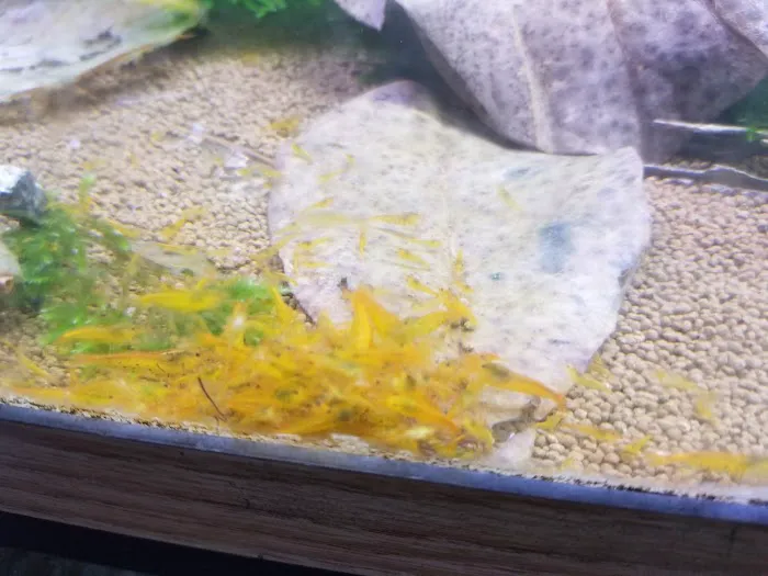 Shrimp Boutique 12