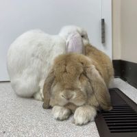 Landisville Animal Hospital ico