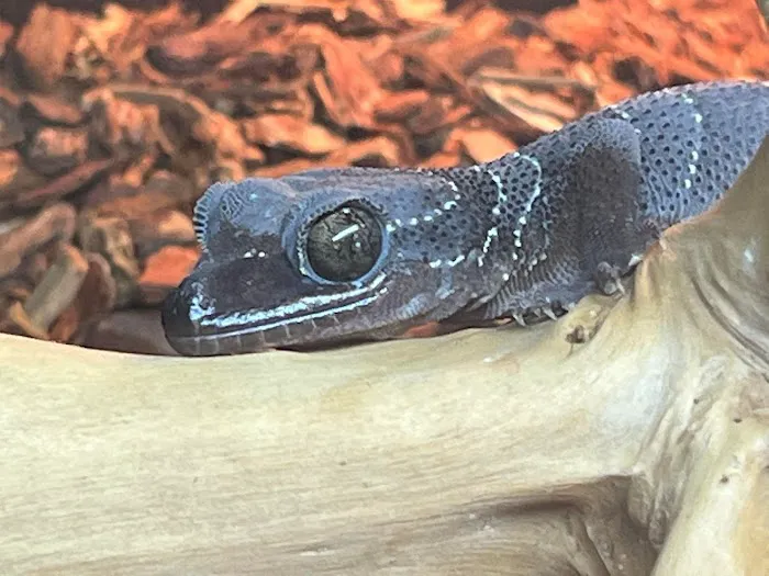 Blue Dog Aquatics and Reptiles 12