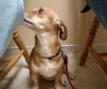 White Oaks Veterinary Hospital