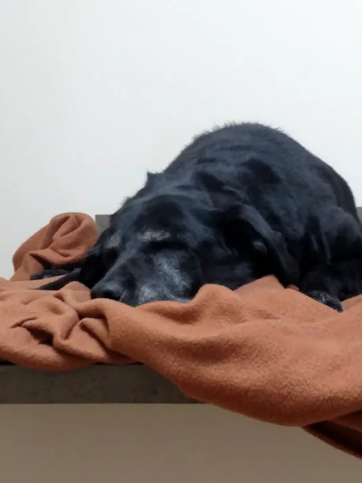 White Oaks Veterinary Hospital 12