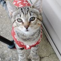 Heston Veterinary Medical Center ico