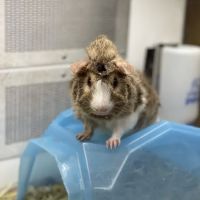 Petco ico