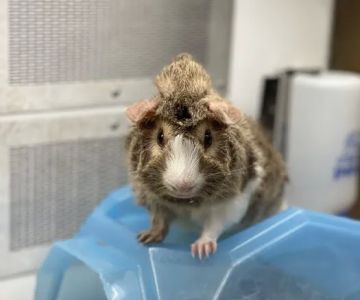 Petco