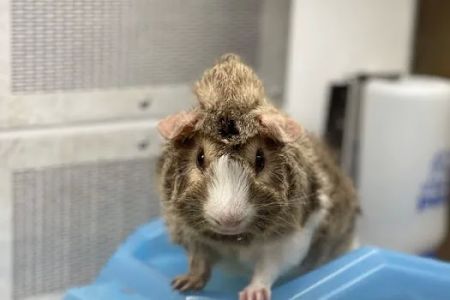 Petco