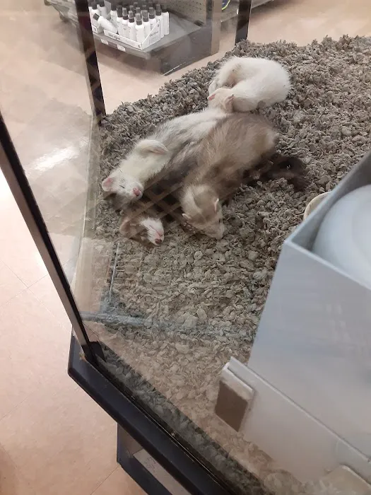 Petco 12