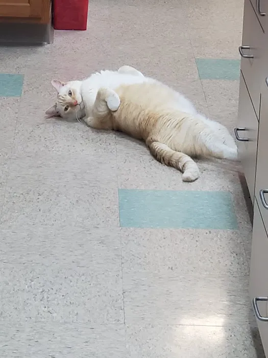 Cape Horn Veterinary Associates 12