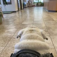 Cove Mountain Animal Hospital ico