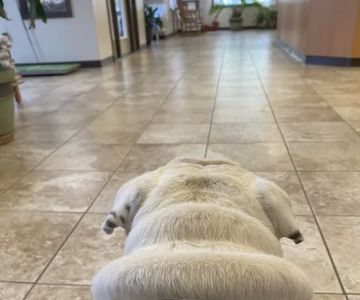 Cove Mountain Animal Hospital