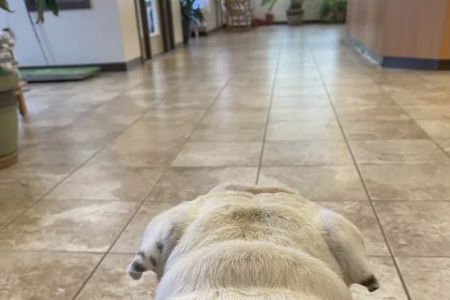 Cove Mountain Animal Hospital