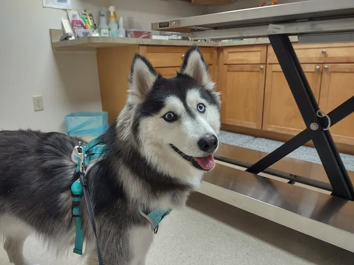 Cove Mountain Animal Hospital 12