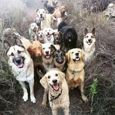Cove Mountain Animal Hospital 12