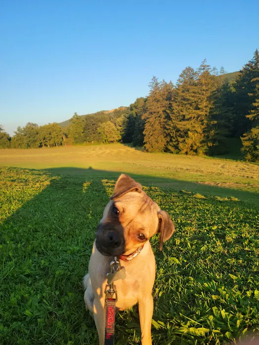 Cove Mountain Animal Hospital 12