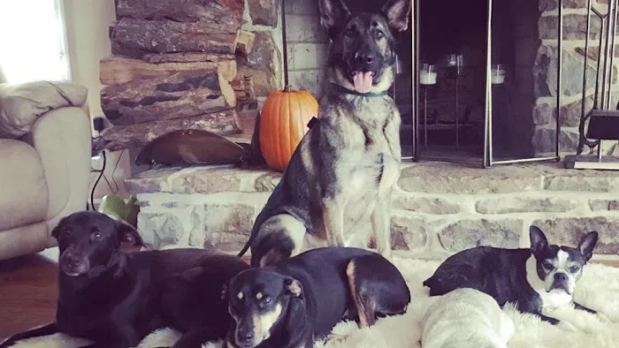 Cove Mountain Animal Hospital 12