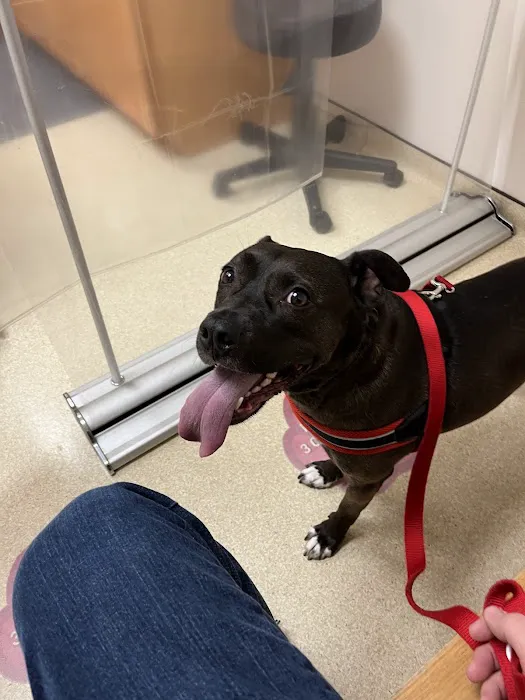Cove Mountain Animal Hospital 12