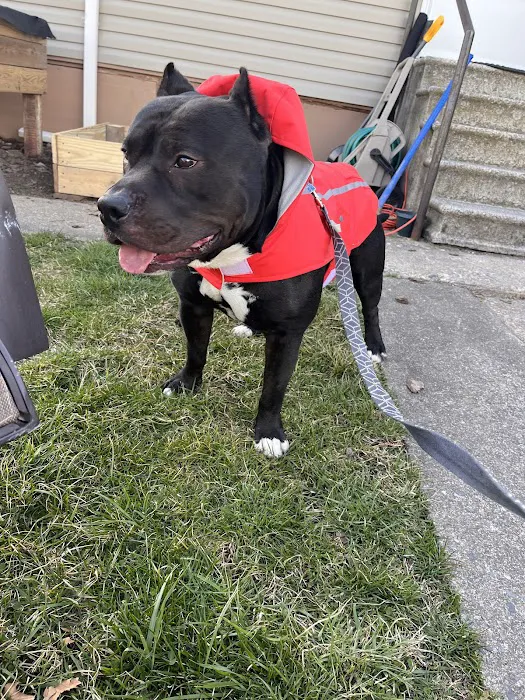 Cove Mountain Animal Hospital 12