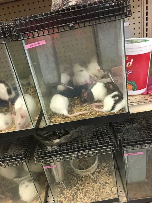 Bird Cage Pet Shop 12