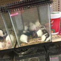 Bird Cage Pet Shop ico