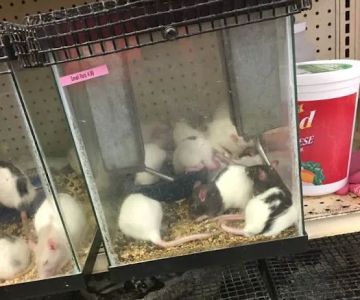 Bird Cage Pet Shop
