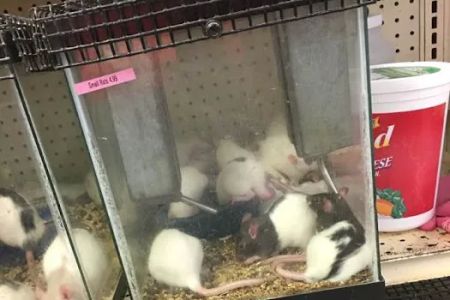 Bird Cage Pet Shop