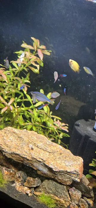 Tropical Fish 12