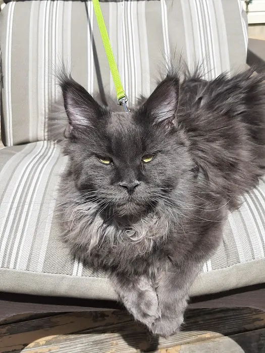 Mount Haven Cattery 12