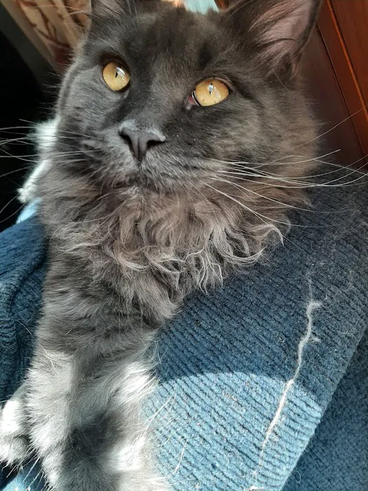 Mount Haven Cattery 12