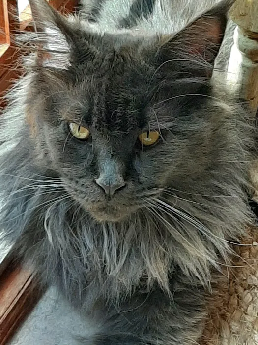 Mount Haven Cattery 12