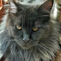 Mount Haven Cattery ico
