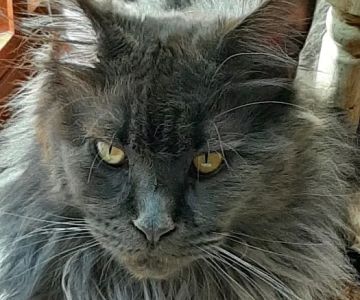 Mount Haven Cattery