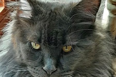 Mount Haven Cattery