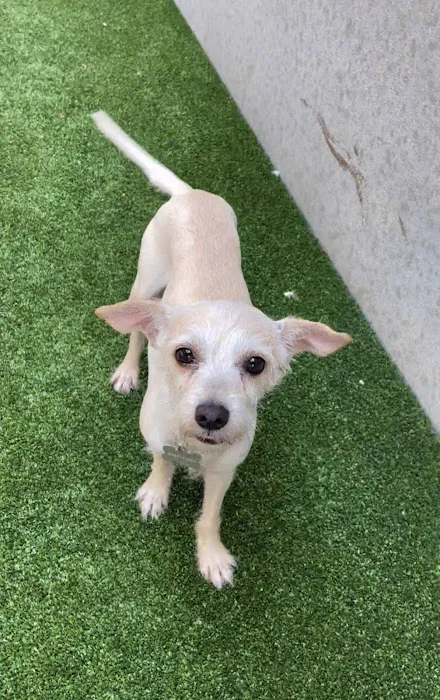 Humane Pet Services LLC 12