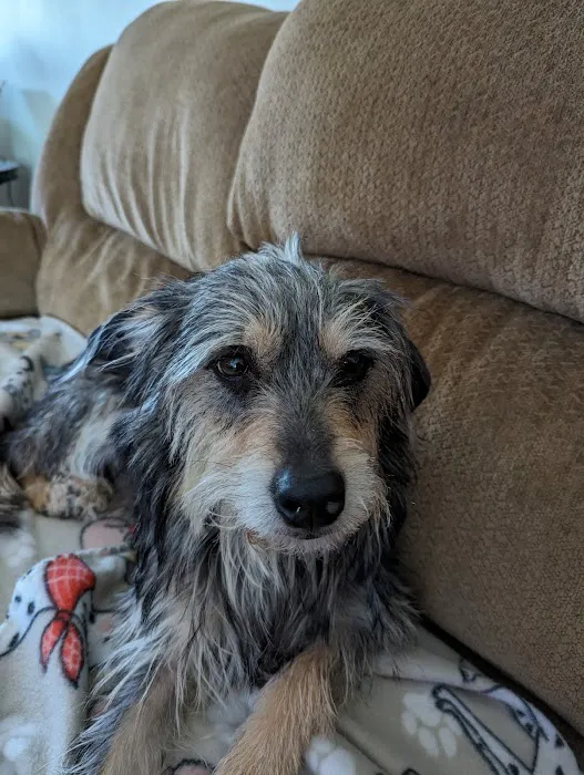 Humane Pet Services LLC 12