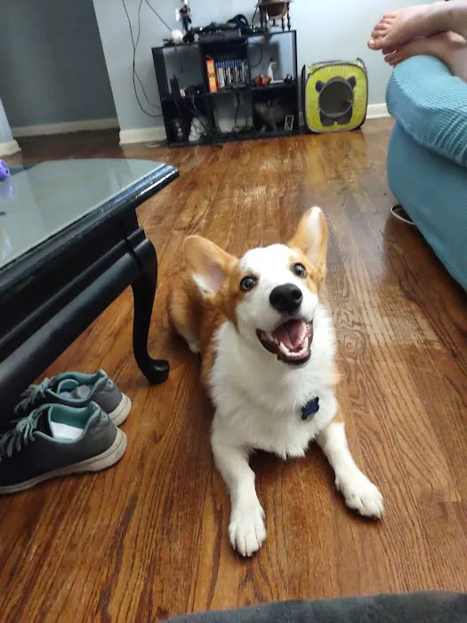 Humane Pet Services LLC 12