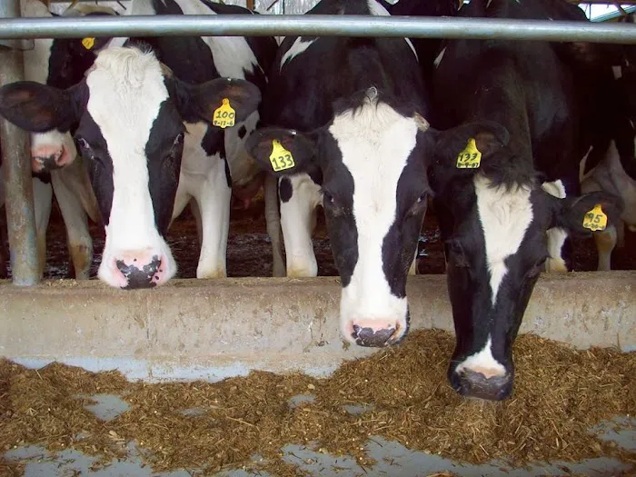 Agricultural Veterinary Associates 12