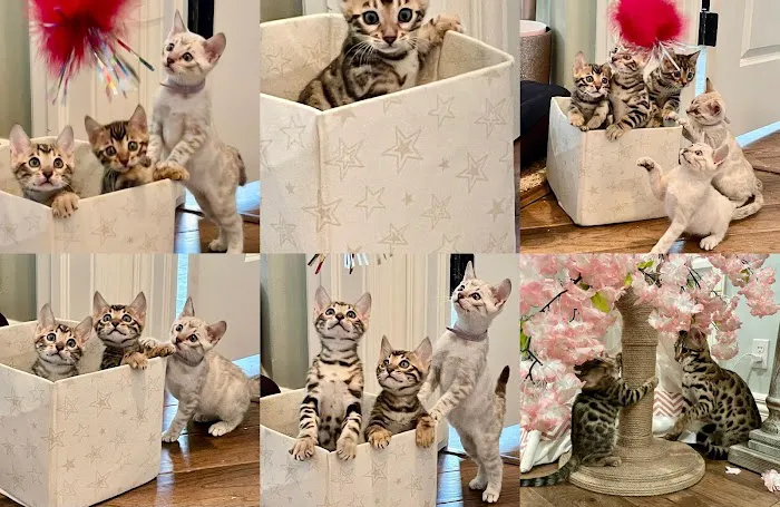 Bengals Forever 2