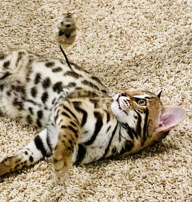 Bengals Forever 4