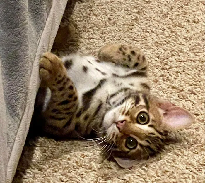 Bengals Forever 5