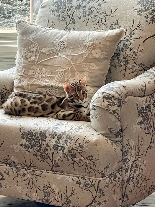 Bengals Forever 1