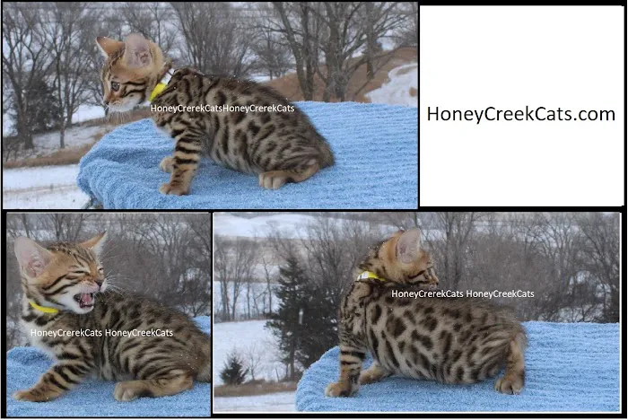 Honey Creek Cats 12