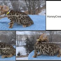 Honey Creek Cats ico