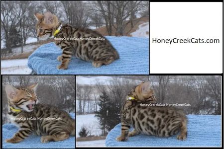 Honey Creek Cats