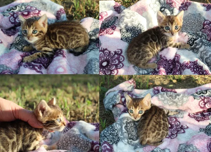 Honey Creek Cats 12
