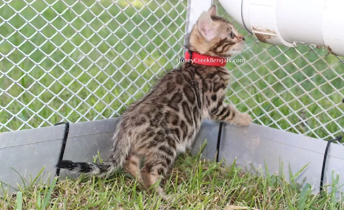 Honey Creek Cats 12
