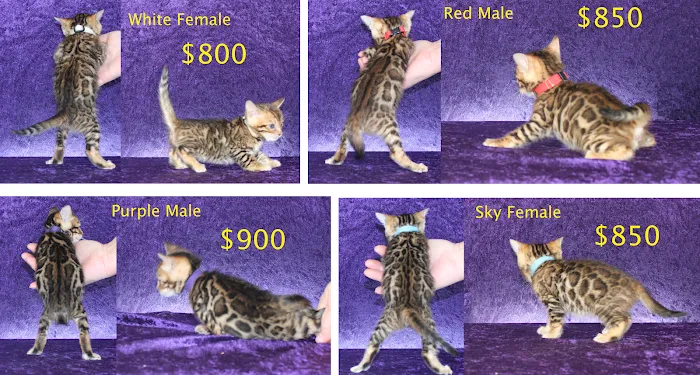 Honey Creek Cats 12