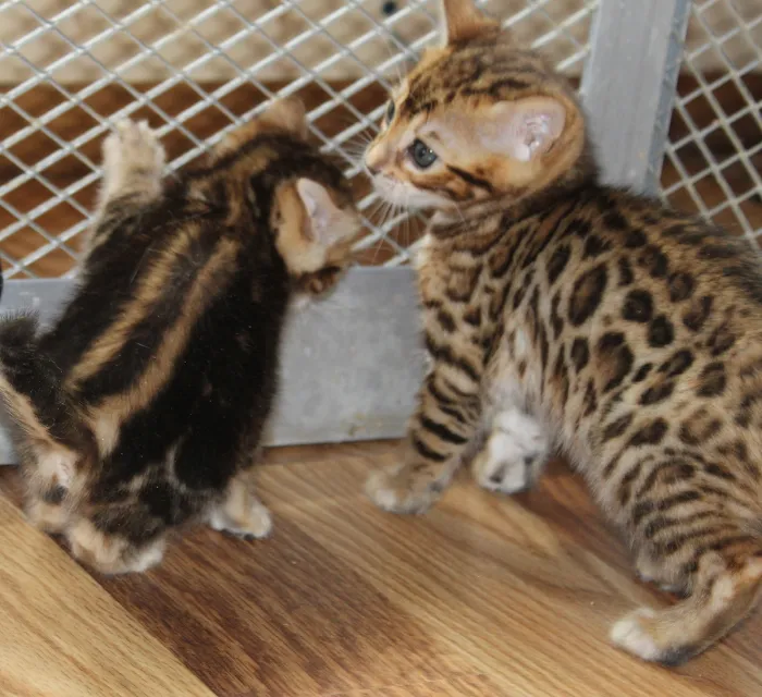 Honey Creek Cats 12