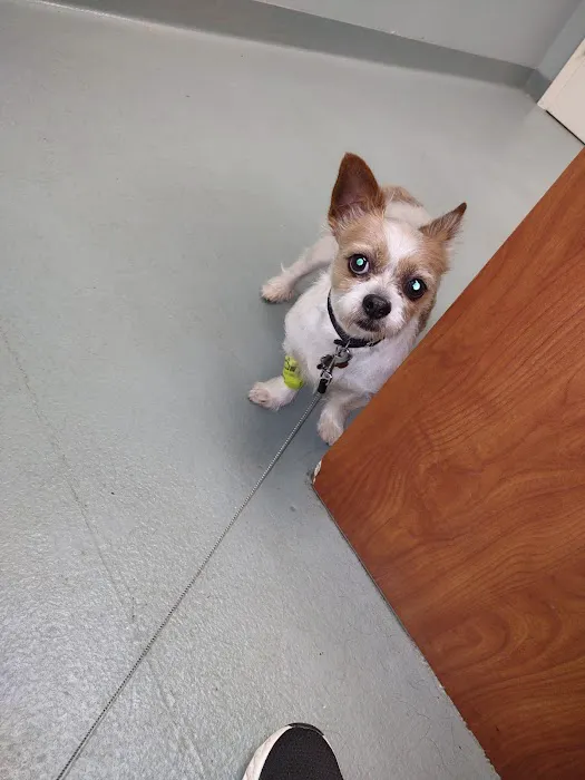 Rock Hill Animal Hospital 12