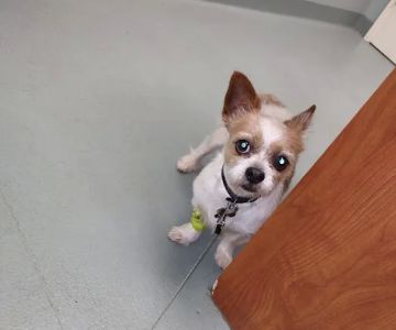 Rock Hill Animal Hospital