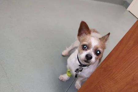 Rock Hill Animal Hospital